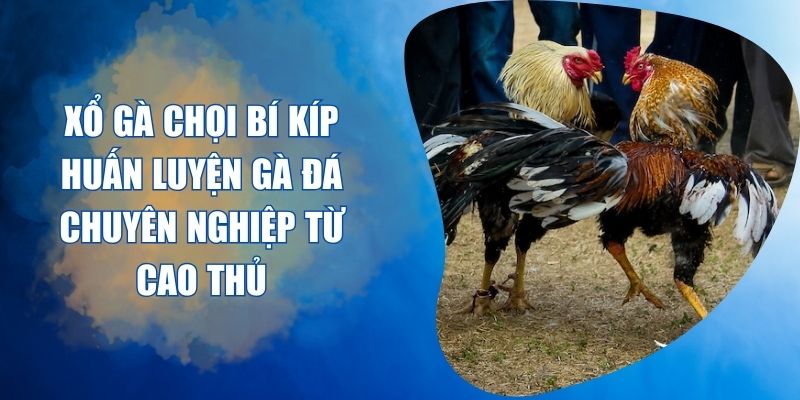 xổ gà chọi